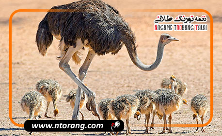 عوامل موثر در بالا بردن باروری شتر مرغ